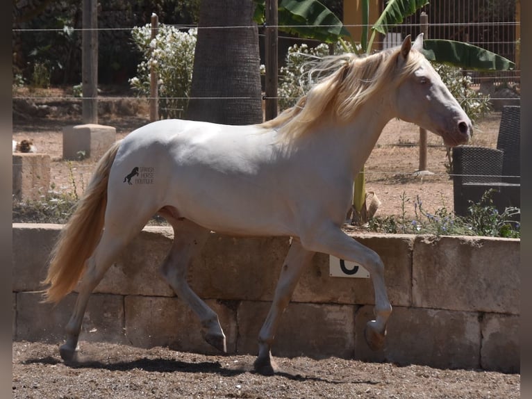 Andalusian Gelding 6 years 14.2 hh Cremello in Mallorca