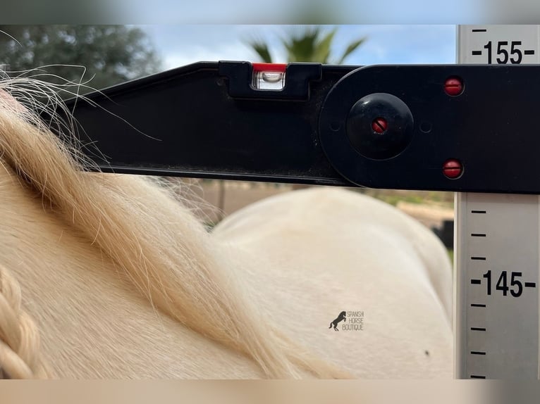 Andalusian Gelding 6 years 14.2 hh Cremello in Mallorca