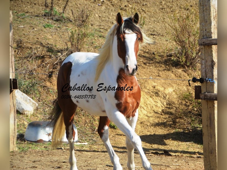 Andalusian Gelding 6 years 14,2 hh Pinto in Vejer de la Frontera