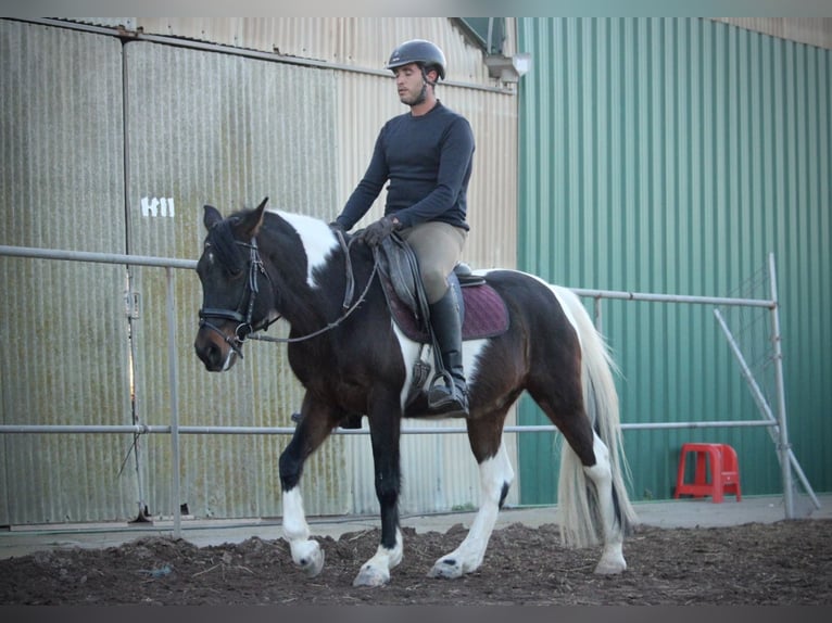 Andalusian Mix Gelding 6 years 14,2 hh Pinto in Valencia