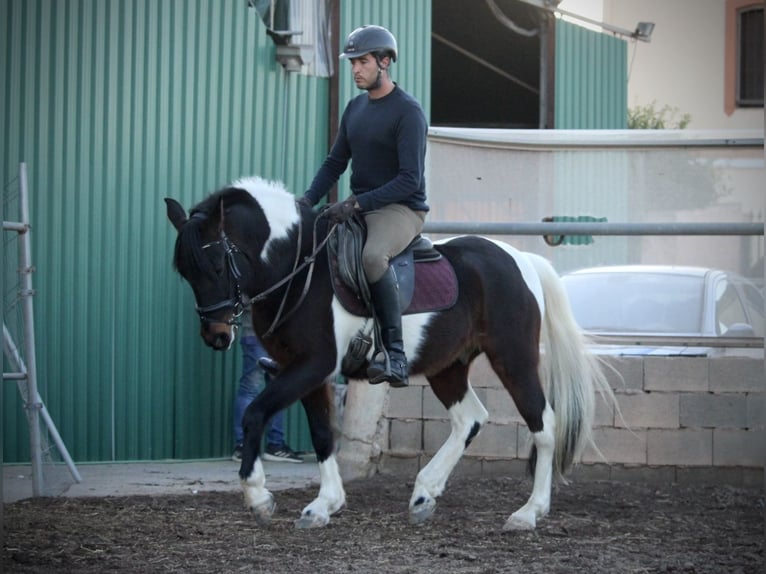 Andalusian Mix Gelding 6 years 14,2 hh Pinto in Valencia