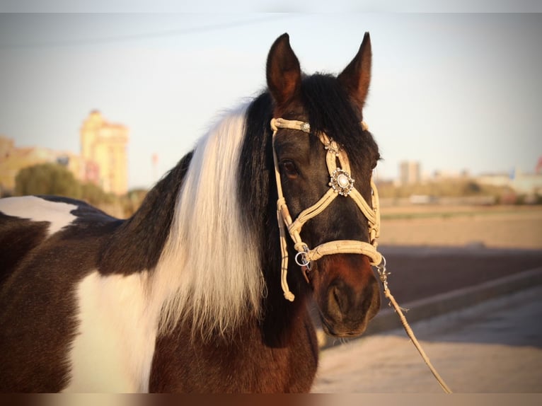 Andalusian Mix Gelding 6 years 14,2 hh Pinto in Valencia