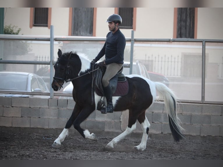 Andalusian Mix Gelding 6 years 14,2 hh Pinto in Valencia