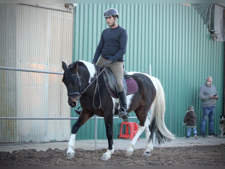 Andalusian Mix Gelding 6 years 14,2 hh Pinto in Valencia