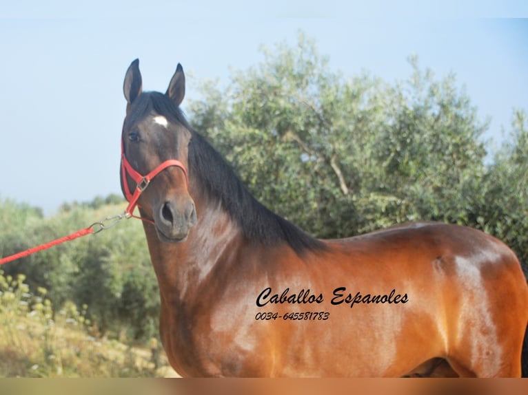 Andalusian Gelding 6 years 14.3 hh Brown in Vejer de la Frontera