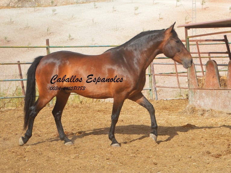 Andalusian Gelding 6 years 14.3 hh Brown in Vejer de la Frontera