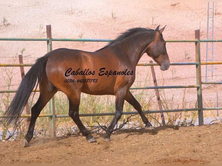 Andalusian Gelding 6 years 14.3 hh Brown in Vejer de la Frontera
