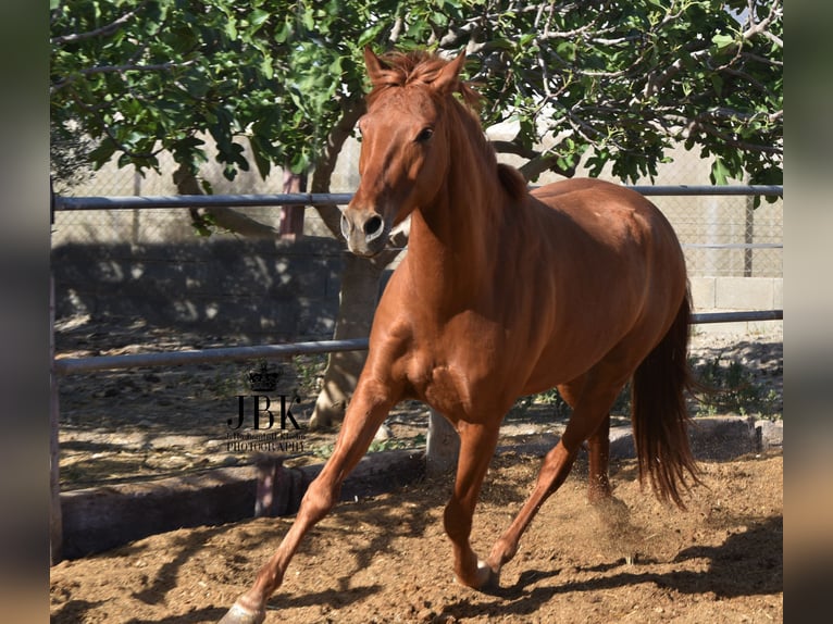 Andalusian Gelding 6 years 14,3 hh Chestnut-Red in Tabernas Almeria