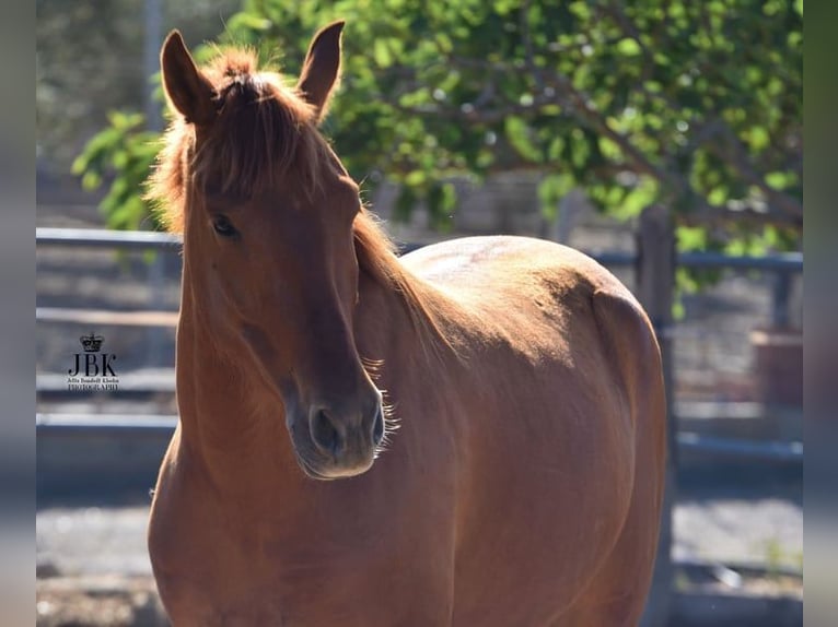 Andalusian Gelding 6 years 14,3 hh Chestnut-Red in Tabernas Almeria
