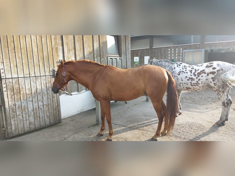 Andalusian Mix Gelding 6 years 14,3 hh Chestnut-Red in Puchheim