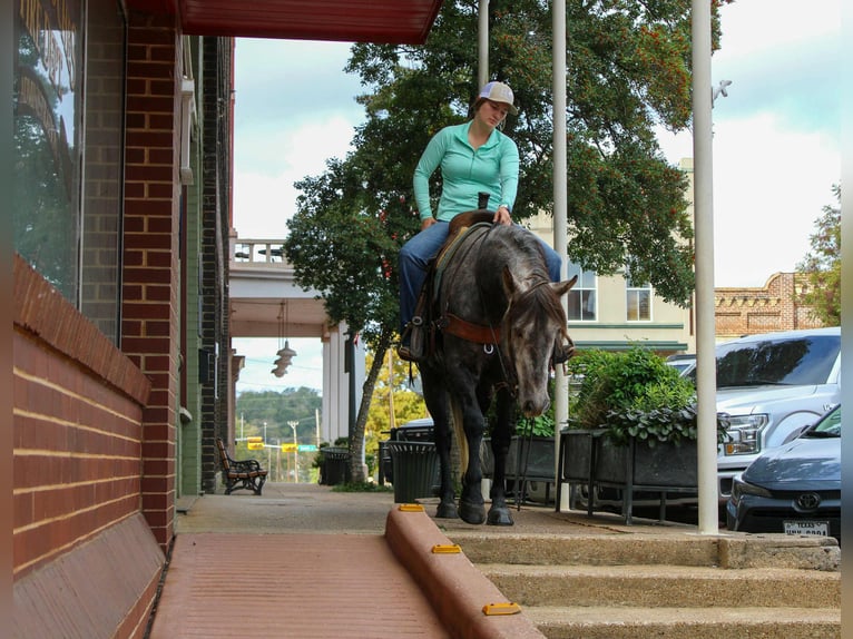 Andalusian Gelding 6 years 14,3 hh Grey in risk tx