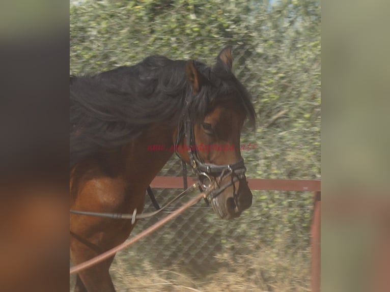 Andalusian Gelding 6 years 15.1 hh Brown in Pruna