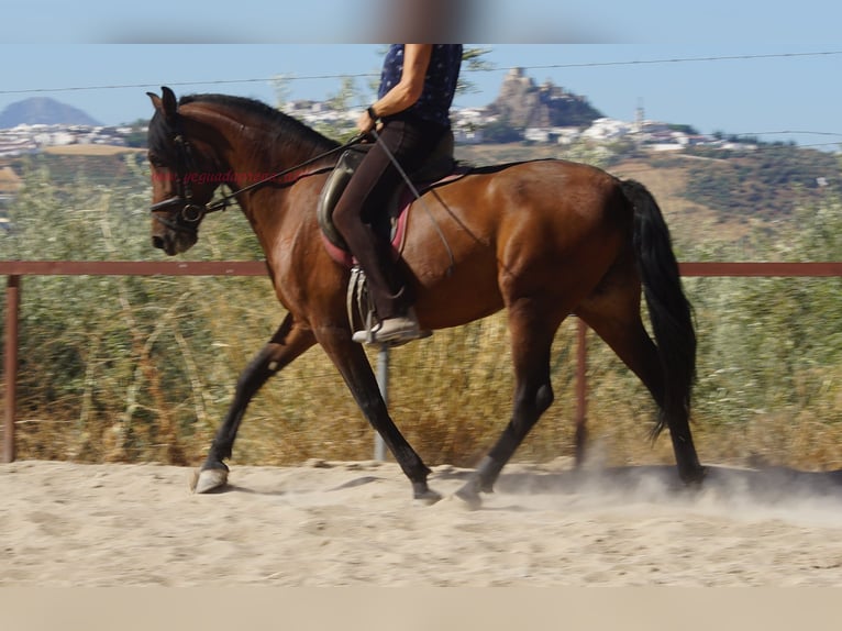 Andalusian Gelding 6 years 15.1 hh Brown in Pruna