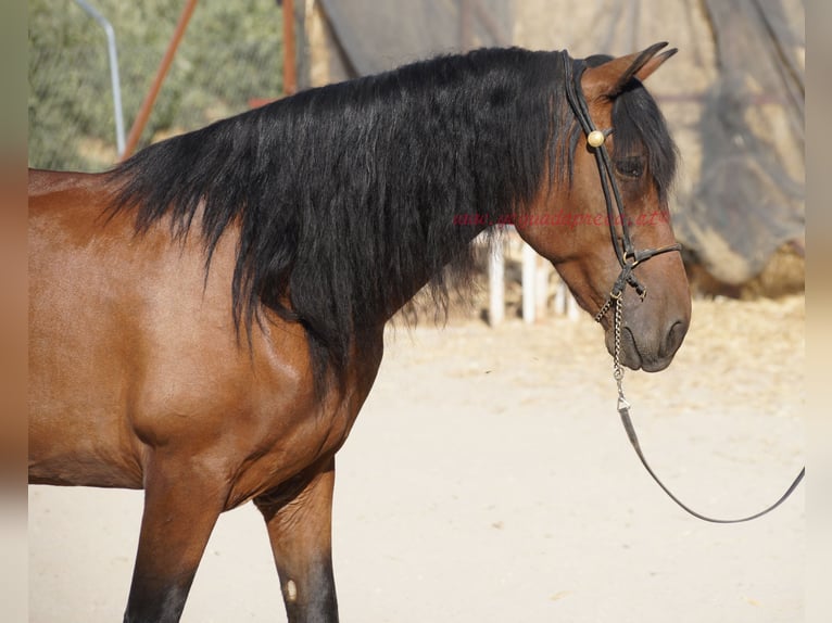 Andalusian Gelding 6 years 15.1 hh Brown in Pruna