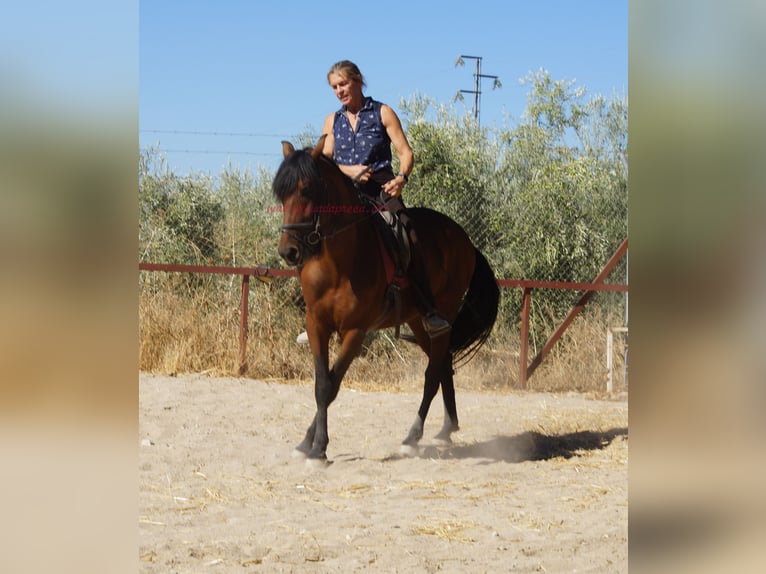 Andalusian Gelding 6 years 15.1 hh Brown in Pruna