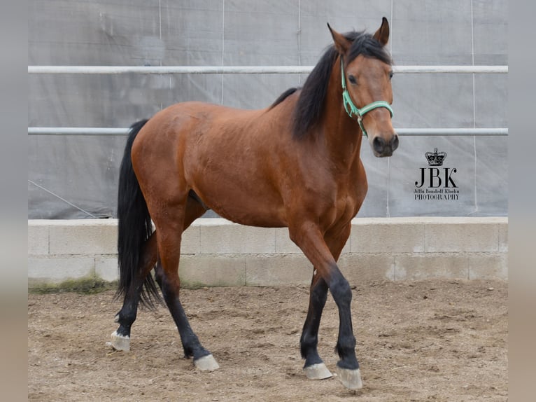 Andalusian Gelding 6 years 15,1 hh Brown in Tabernas Almeria