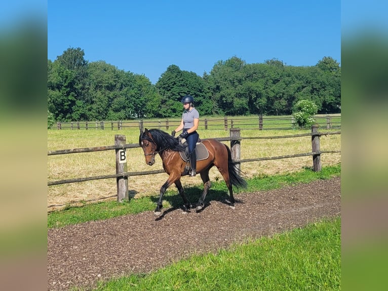 Andalusian Mix Gelding 6 years 15,1 hh Brown in Karlshuld