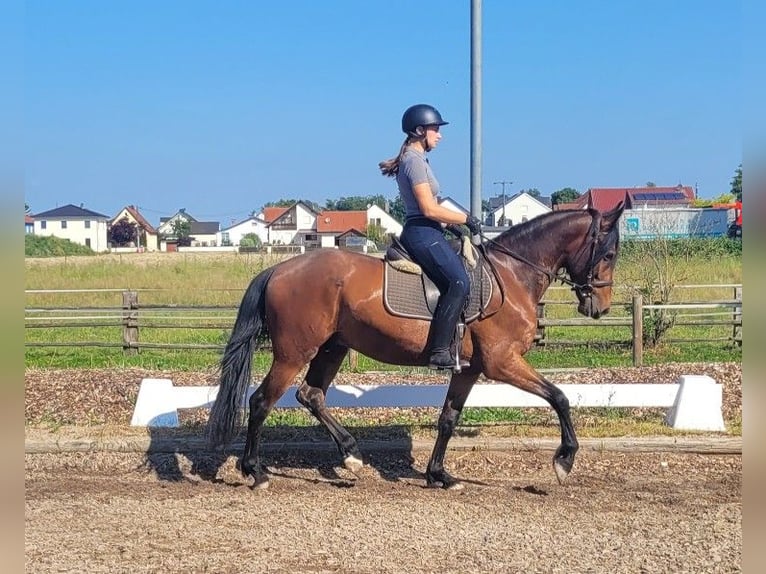 Andalusian Mix Gelding 6 years 15,1 hh Brown in Karlshuld