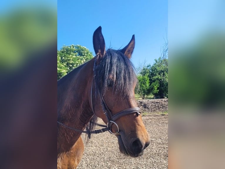 Andalusian Mix Gelding 6 years 15,1 hh Brown in Karlshuld