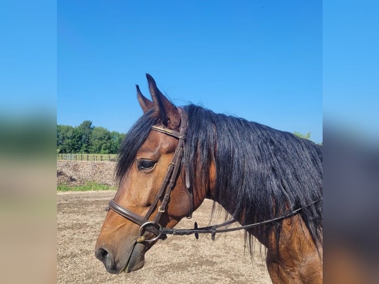Andalusian Mix Gelding 6 years 15,1 hh Brown in Karlshuld