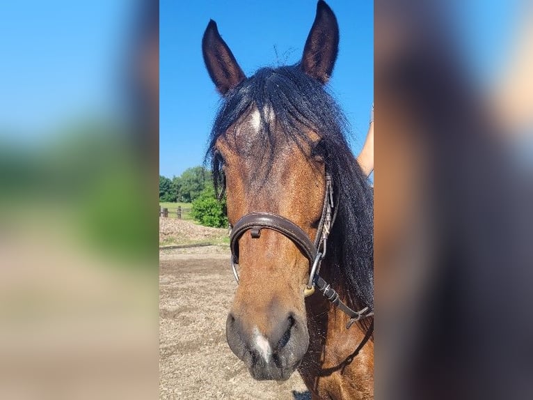 Andalusian Mix Gelding 6 years 15,1 hh Brown in Karlshuld