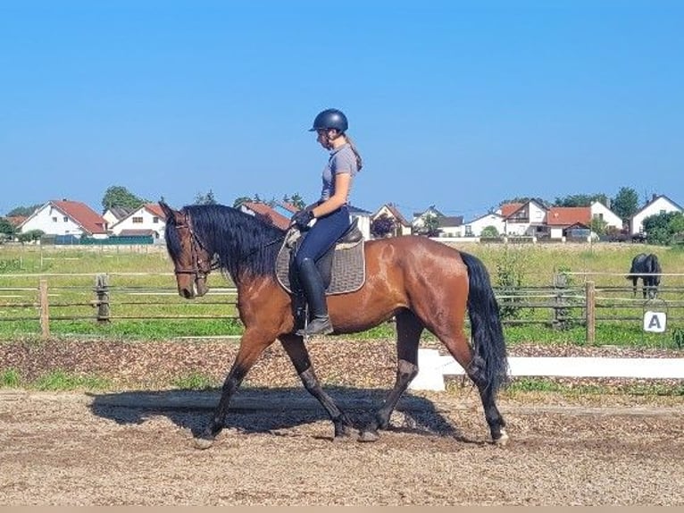 Andalusian Mix Gelding 6 years 15,1 hh Brown in Karlshuld
