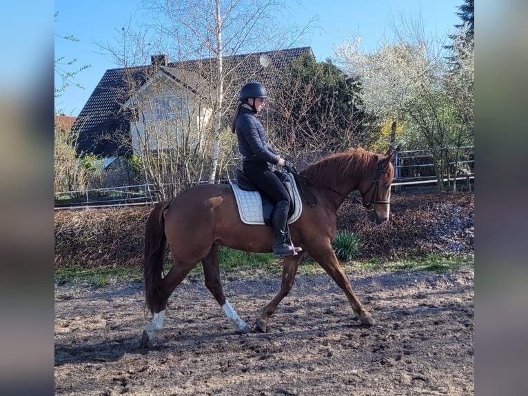 Andalusian Mix Gelding 6 years 15,1 hh Chestnut-Red in Karlshuld