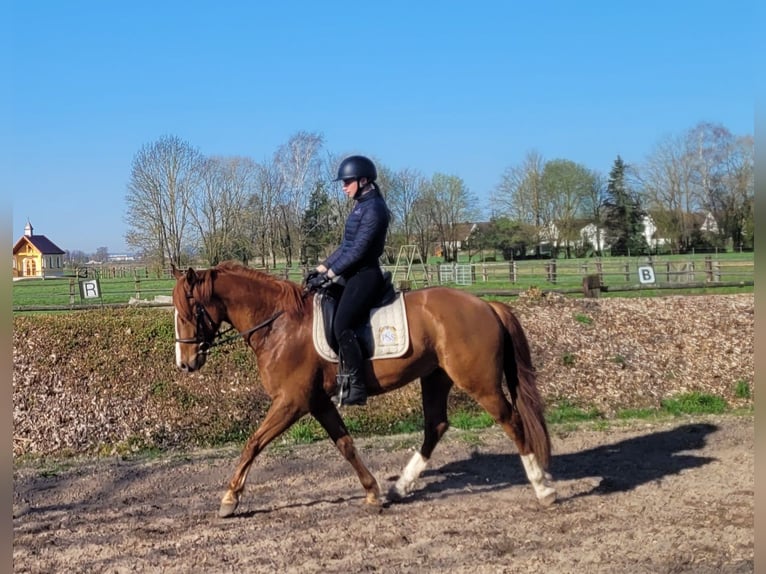 Andalusian Mix Gelding 6 years 15,1 hh Chestnut-Red in Karlshuld