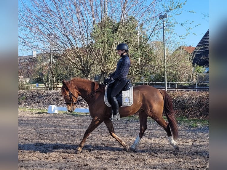 Andalusian Mix Gelding 6 years 15,1 hh Chestnut-Red in Karlshuld