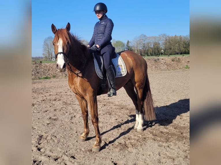 Andalusian Mix Gelding 6 years 15,1 hh Chestnut-Red in Karlshuld