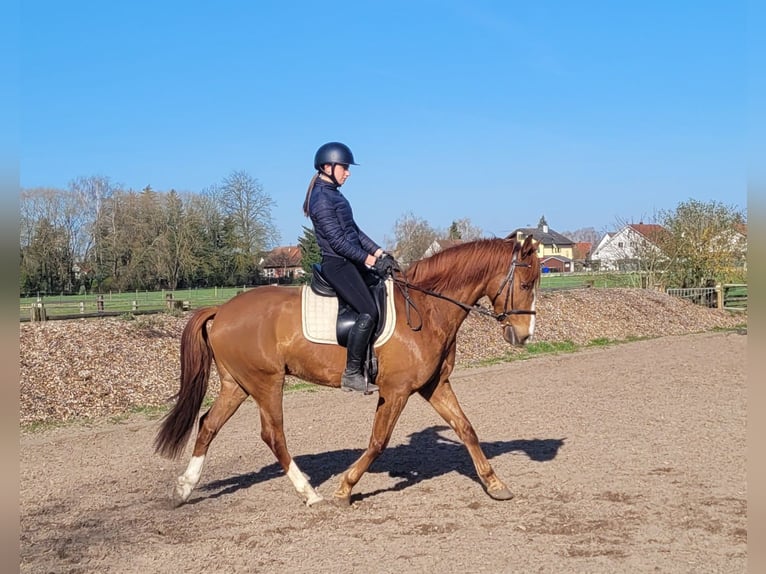 Andalusian Mix Gelding 6 years 15,1 hh Chestnut-Red in Karlshuld