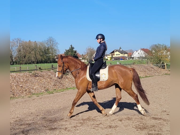 Andalusian Mix Gelding 6 years 15,1 hh Chestnut-Red in Karlshuld