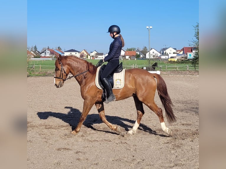 Andalusian Mix Gelding 6 years 15,1 hh Chestnut-Red in Karlshuld