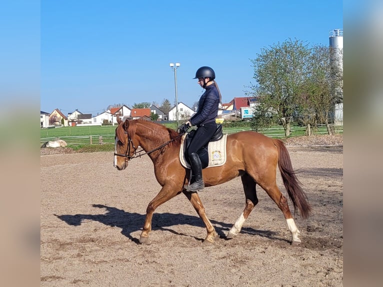 Andalusian Mix Gelding 6 years 15,1 hh Chestnut-Red in Karlshuld