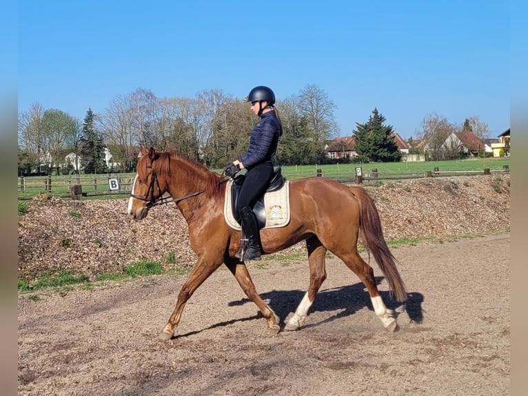Andalusian Mix Gelding 6 years 15,1 hh Chestnut-Red in Karlshuld