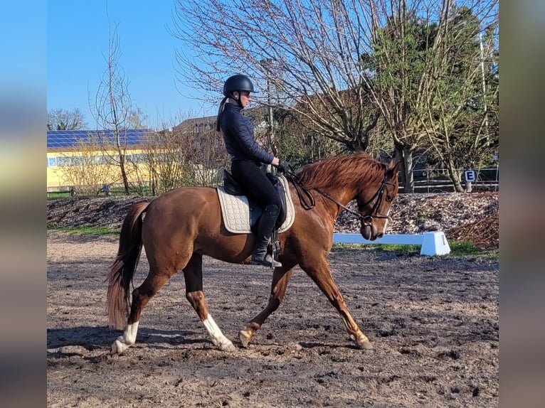 Andalusian Mix Gelding 6 years 15,1 hh Chestnut-Red in Karlshuld