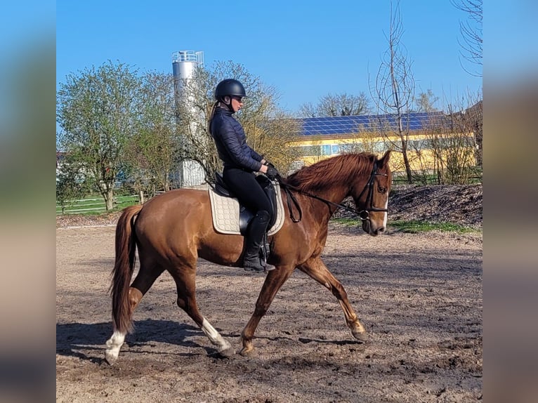 Andalusian Mix Gelding 6 years 15,1 hh Chestnut-Red in Karlshuld