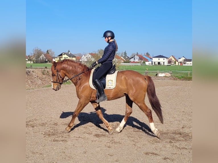 Andalusian Mix Gelding 6 years 15,1 hh Chestnut-Red in Karlshuld