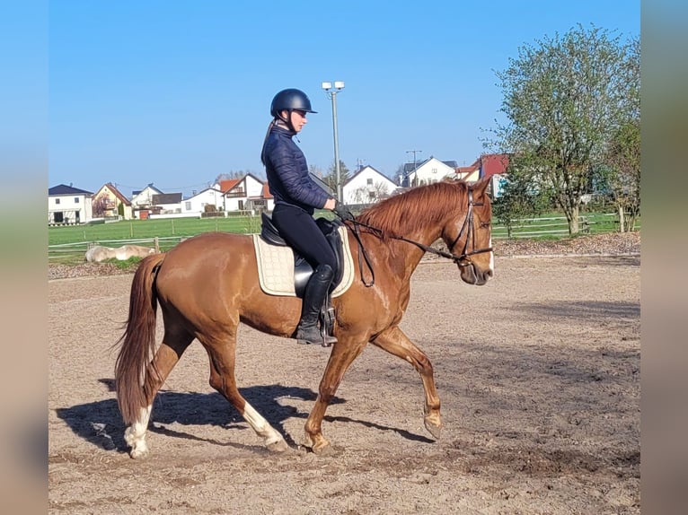 Andalusian Mix Gelding 6 years 15,1 hh Chestnut-Red in Karlshuld
