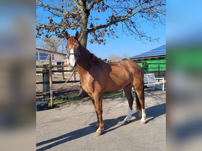 Andalusian Mix Gelding 6 years 15,1 hh Chestnut-Red in Karlshuld