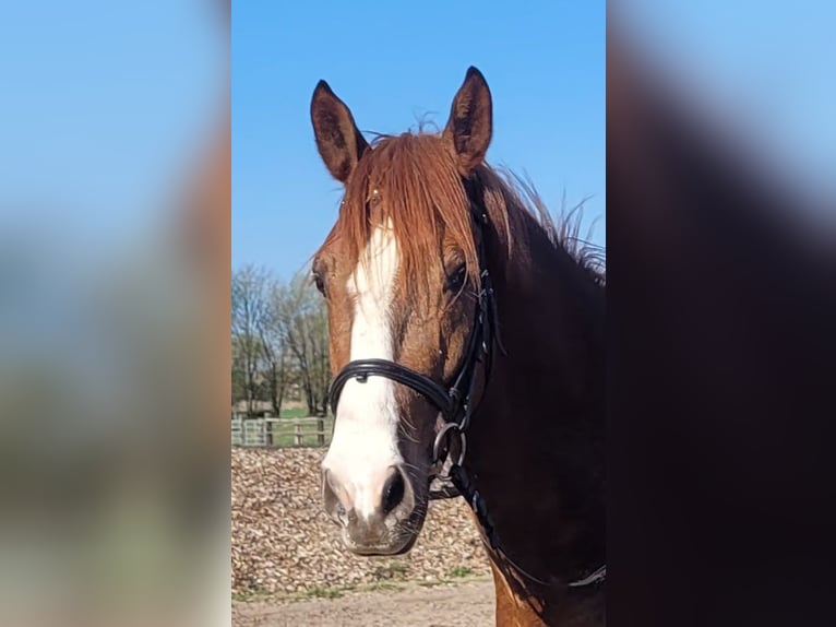 Andalusian Mix Gelding 6 years 15,1 hh Chestnut-Red in Karlshuld