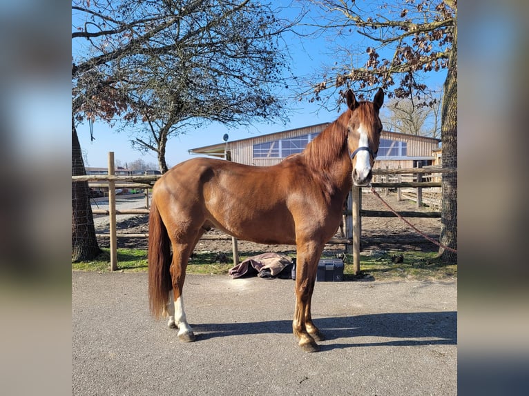 Andalusian Mix Gelding 6 years 15,1 hh Chestnut-Red in Karlshuld