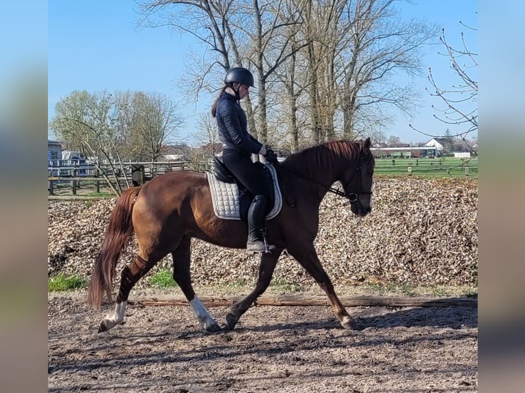 Andalusian Mix Gelding 6 years 15,1 hh Chestnut-Red in Karlshuld