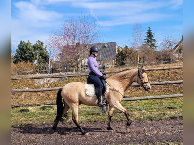 Andalusian Mix Gelding 6 years 15,1 hh Dun in Karlshuld