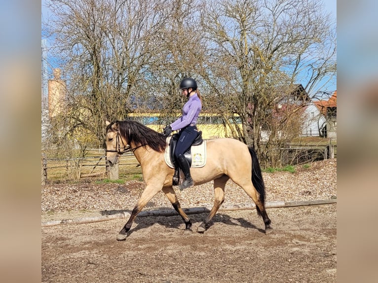 Andalusian Mix Gelding 6 years 15,1 hh Dun in Karlshuld