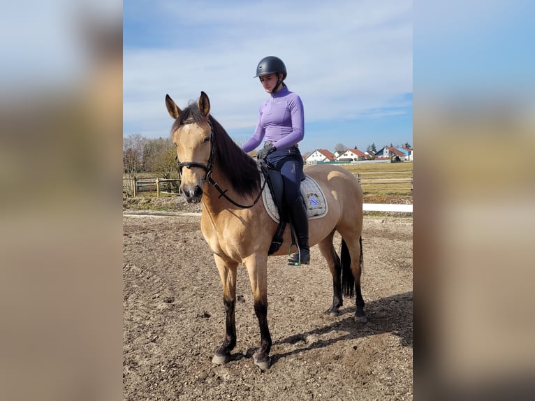 Andalusian Mix Gelding 6 years 15,1 hh Dun in Karlshuld