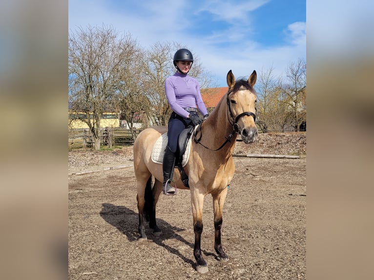 Andalusian Mix Gelding 6 years 15,1 hh Dun in Karlshuld