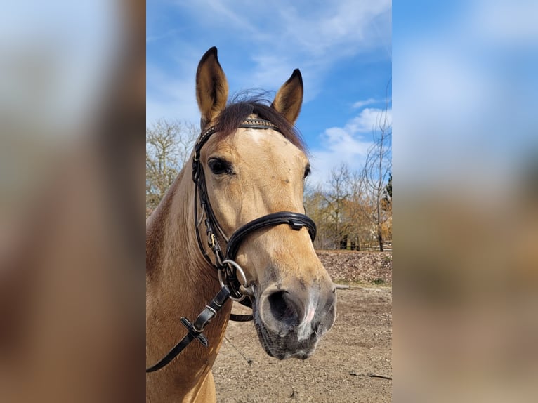 Andalusian Mix Gelding 6 years 15,1 hh Dun in Karlshuld