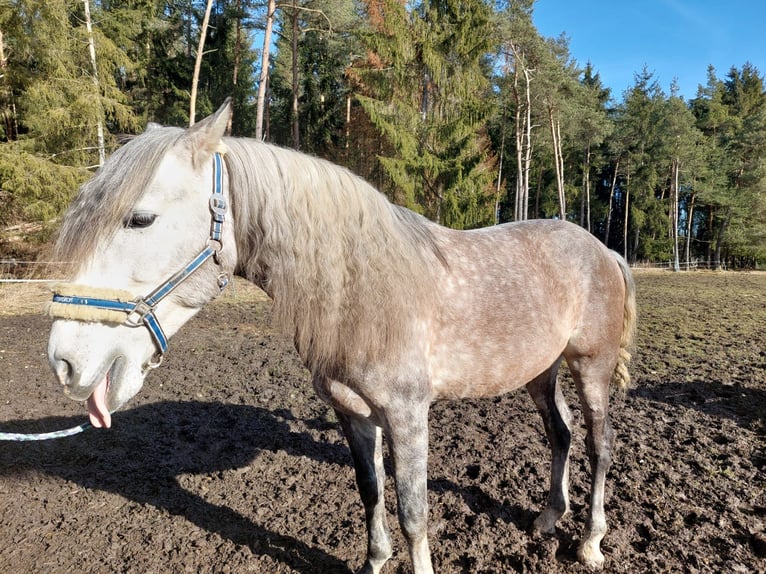 Andalusian Gelding 6 years 15,1 hh Gray-Blue-Tan in Löffingen