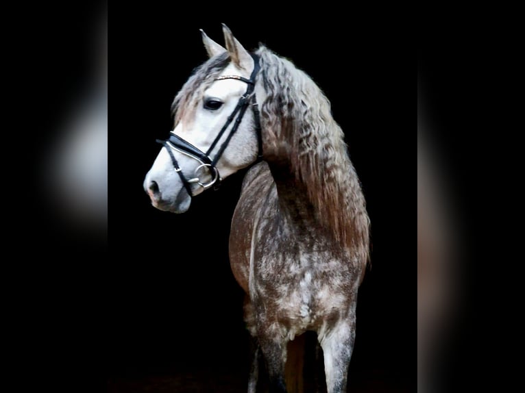 Andalusian Gelding 6 years 15,1 hh Gray-Blue-Tan in Löffingen